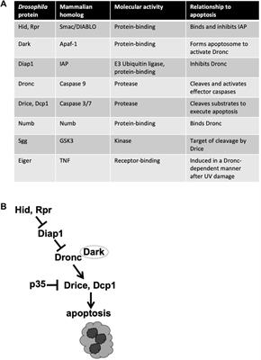 Non-Apoptotic Role of Apoptotic Caspases in the Drosophila Nervous System